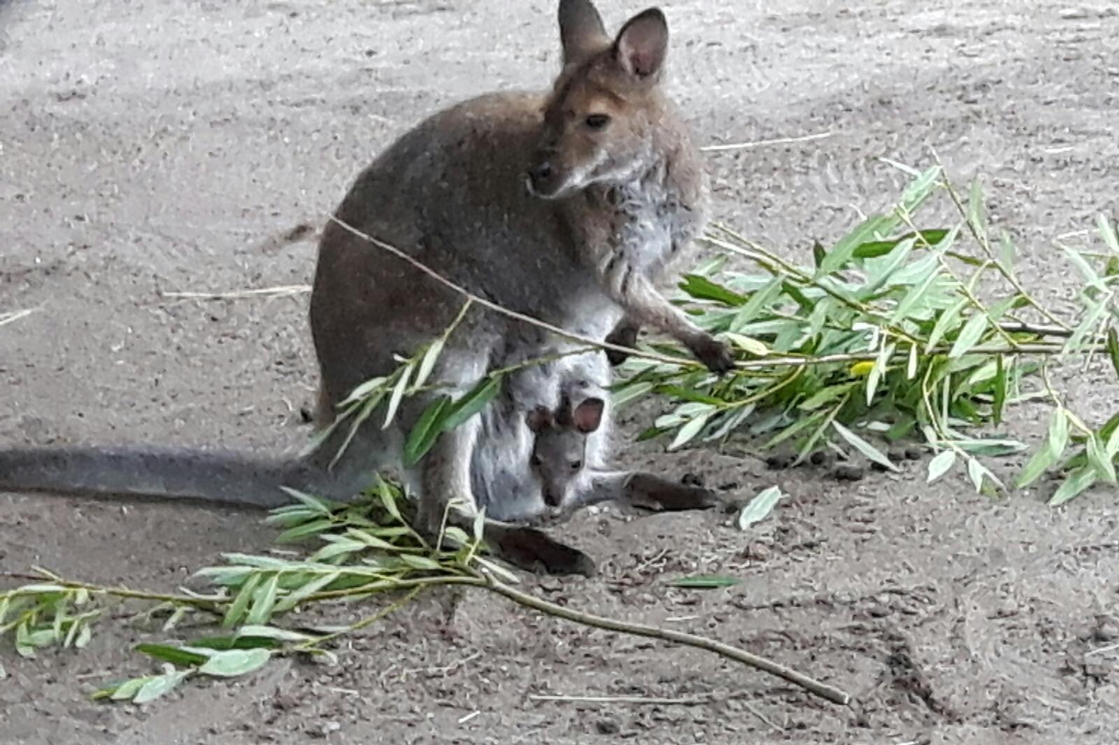 Kängurus haben Nachwuchs Alt Zauche